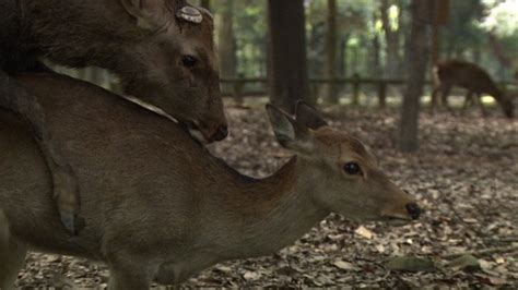 動物 の 交尾 面白い|ホンジュウジカ（3） 繁殖期のオス 交尾｜素材｜NHK .